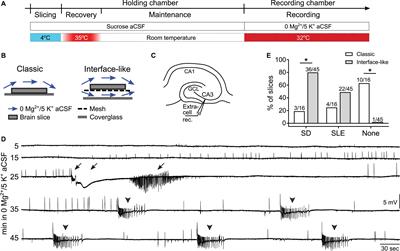 New Insights and Methods for Recording and Imaging Spontaneous Spreading Depolarizations and Seizure-Like Events in Mouse Hippocampal Slices